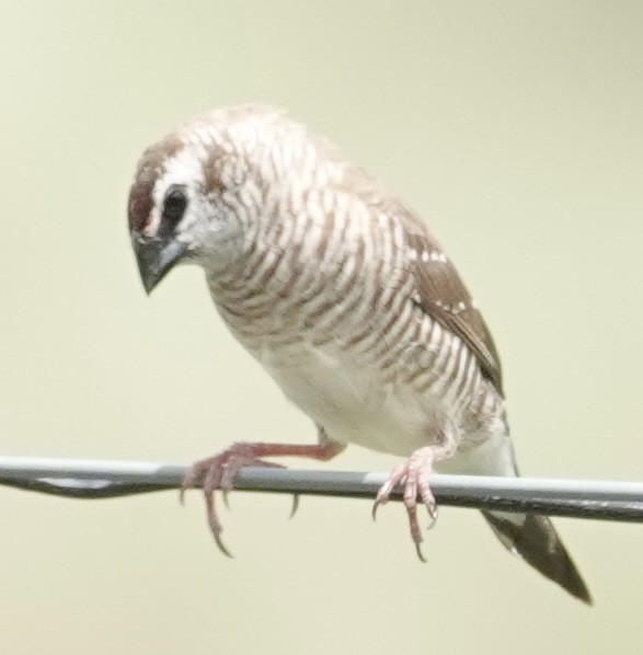 Plum-headed Finch - ML646728205