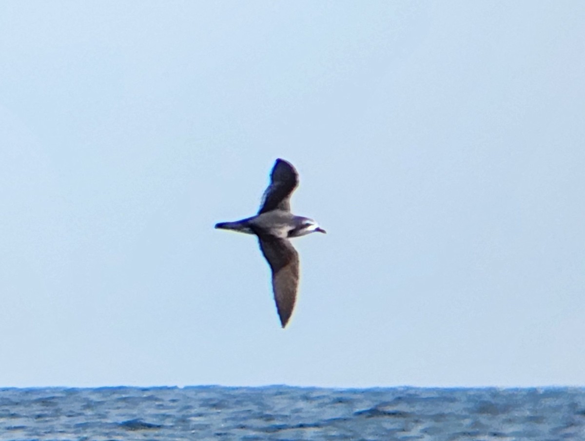 Cook's Petrel - ML646728206