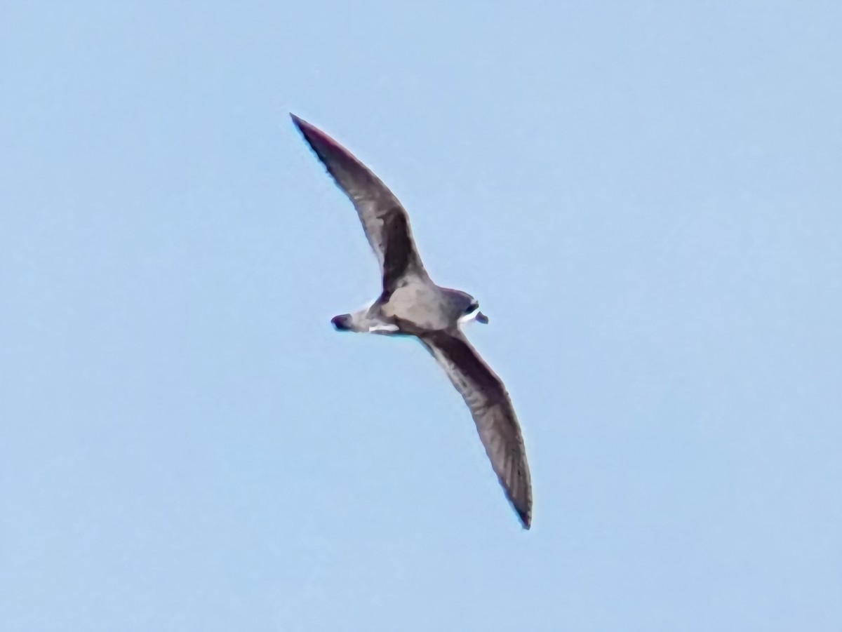 Cook's Petrel - ML646728207