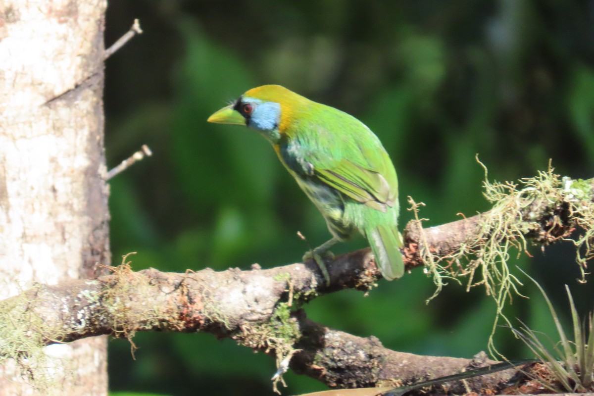 Red-headed Barbet - ML646728208