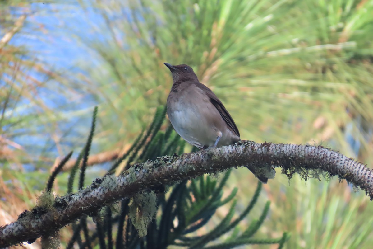 Black-billed Thrush - ML646728210