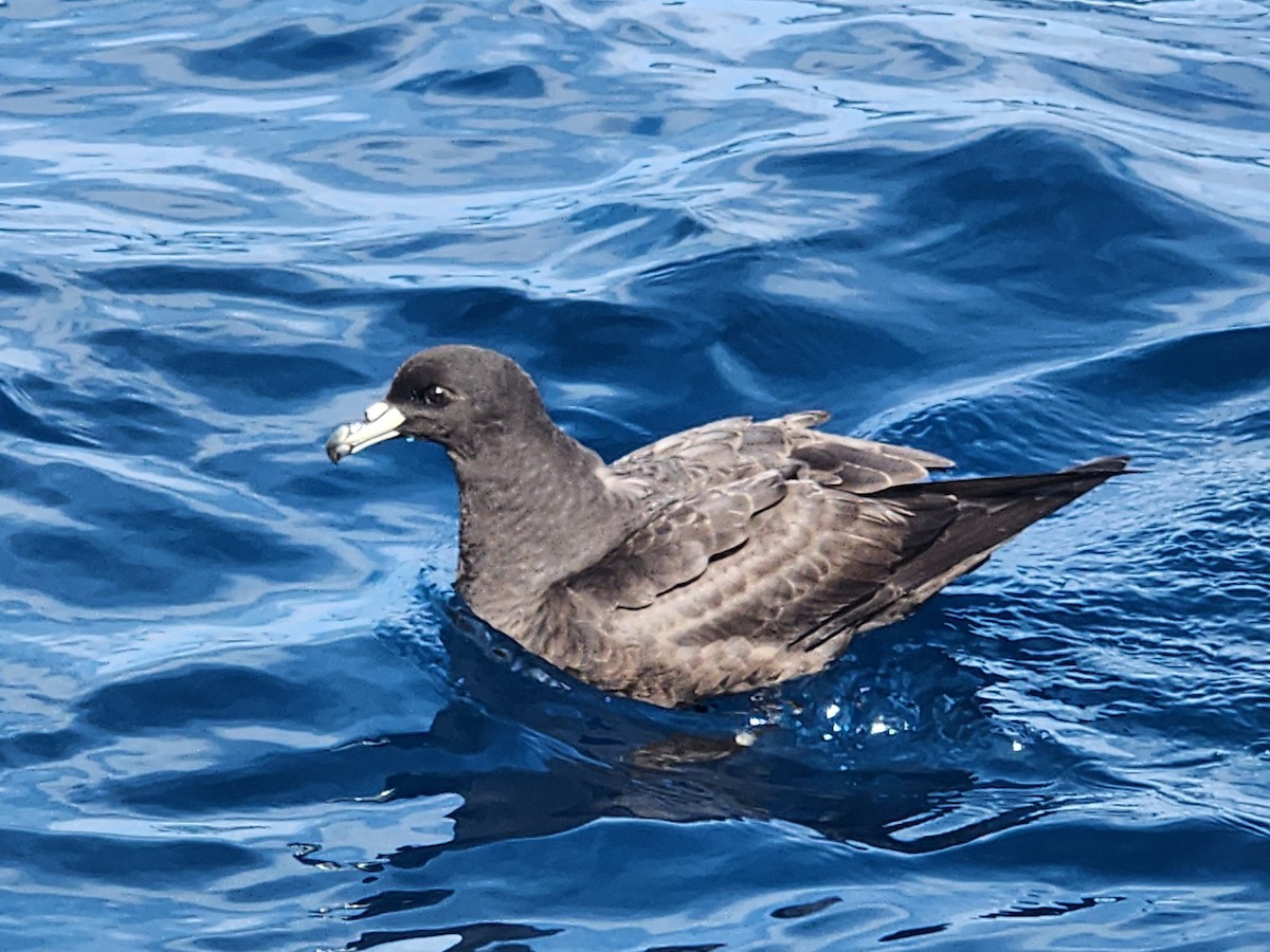 Parkinson's Petrel - ML646728211