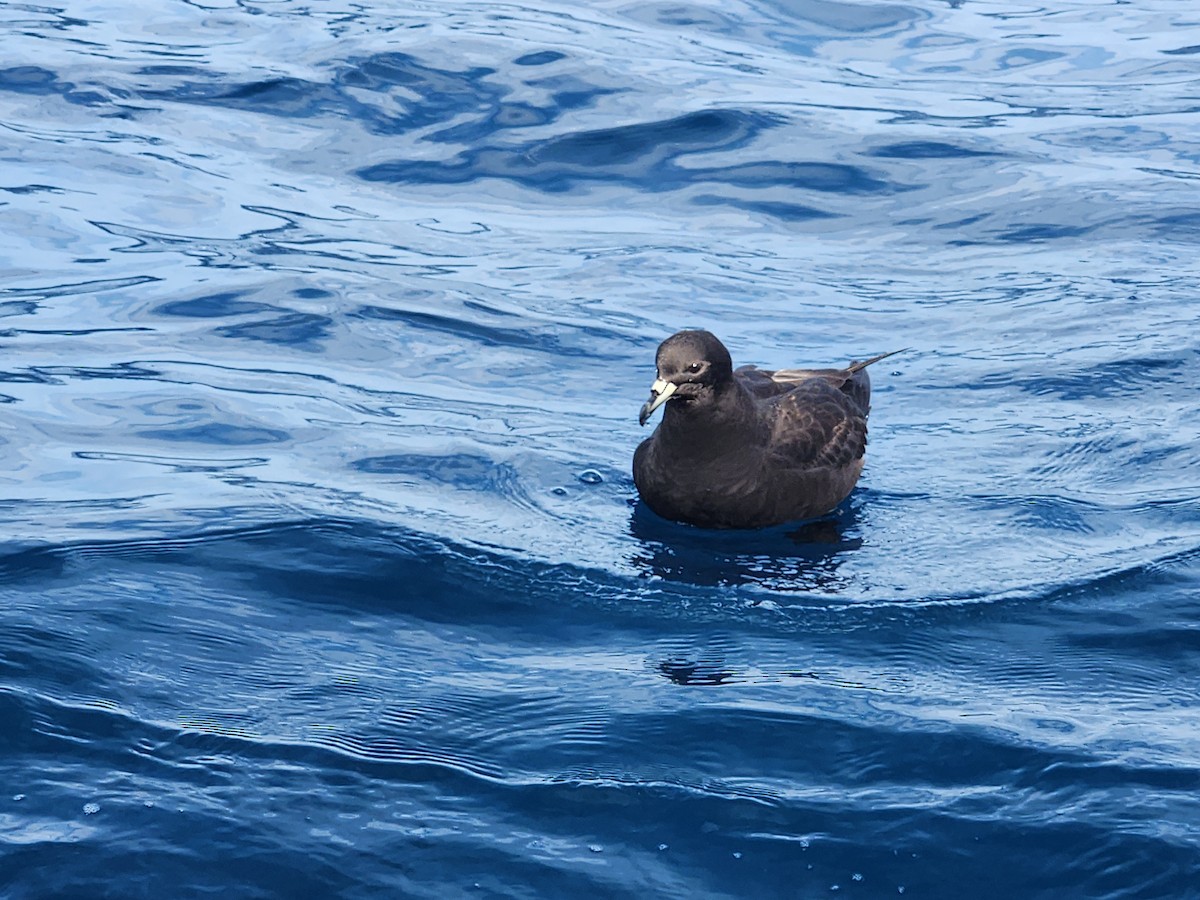 Parkinson's Petrel - ML646728212