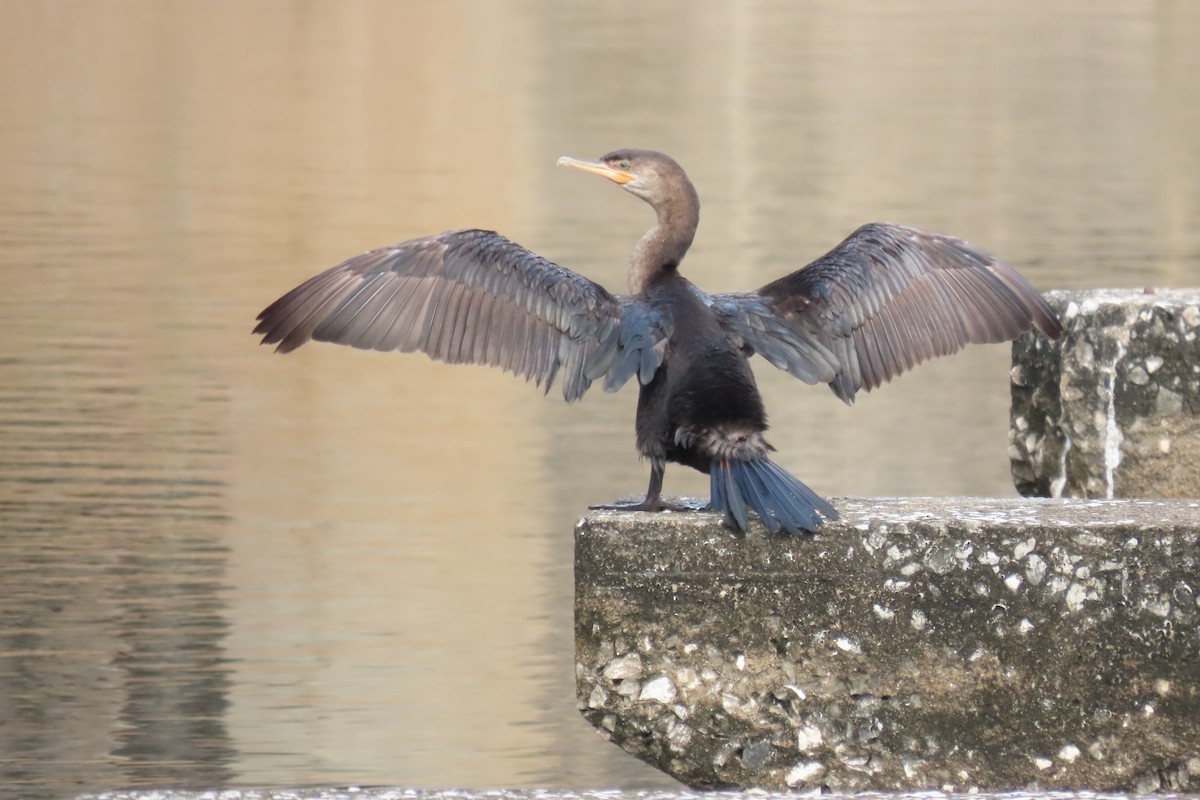 ナンベイヒメウ - ML646728213