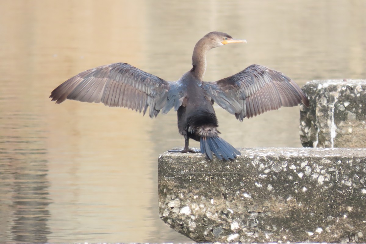 ナンベイヒメウ - ML646728214