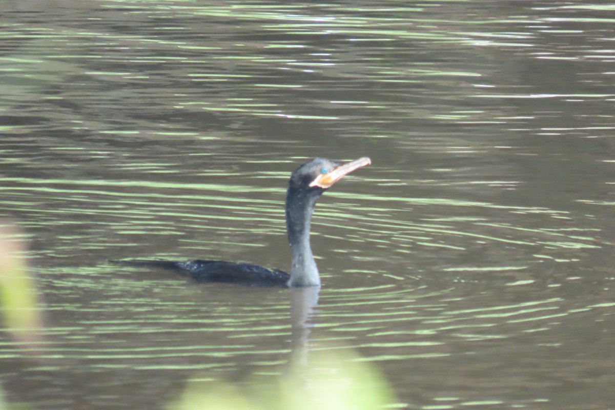 ナンベイヒメウ - ML646728215