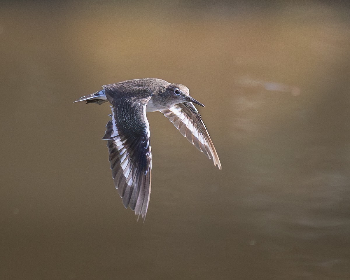 Common Sandpiper - ML646728216