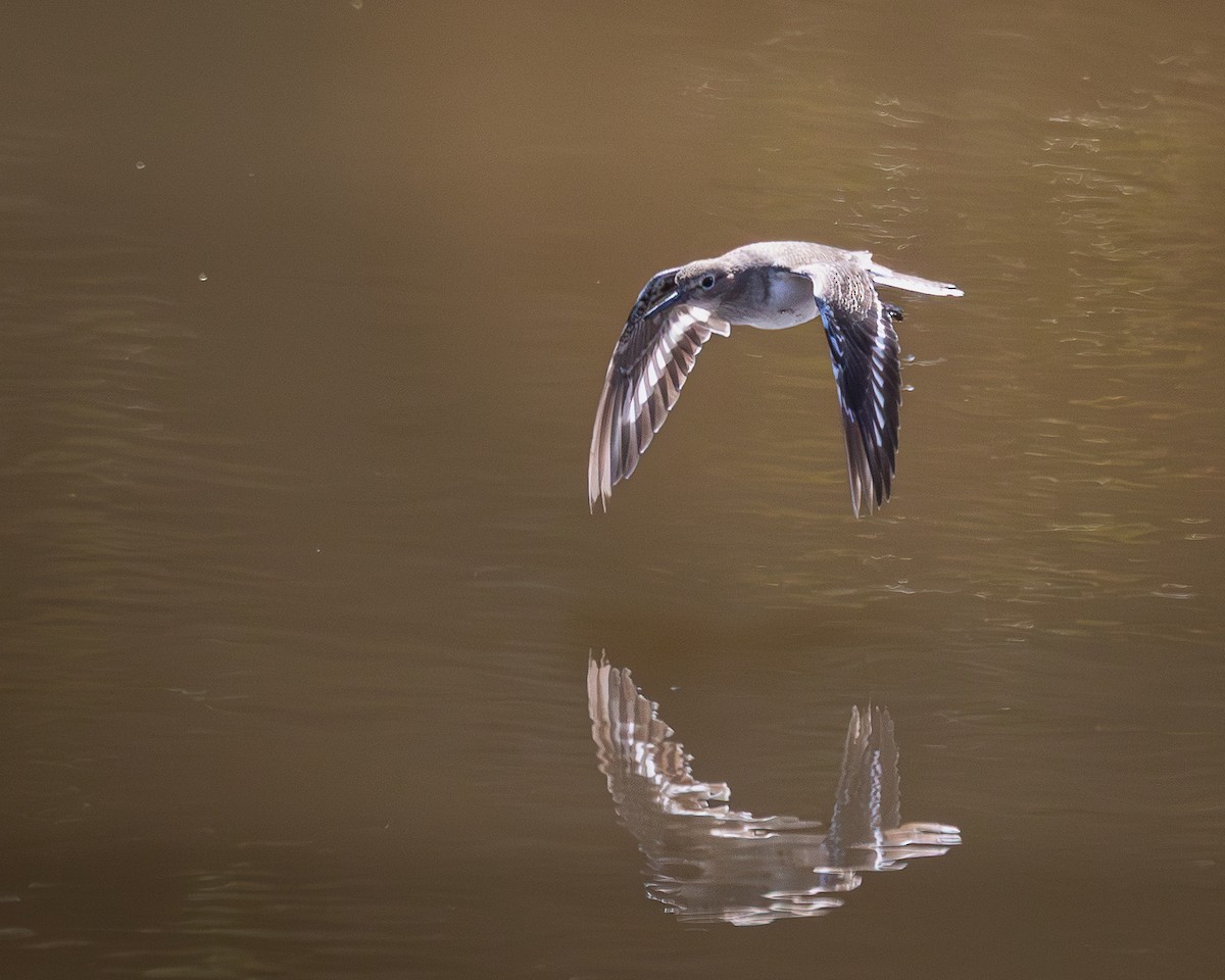 Common Sandpiper - ML646728217