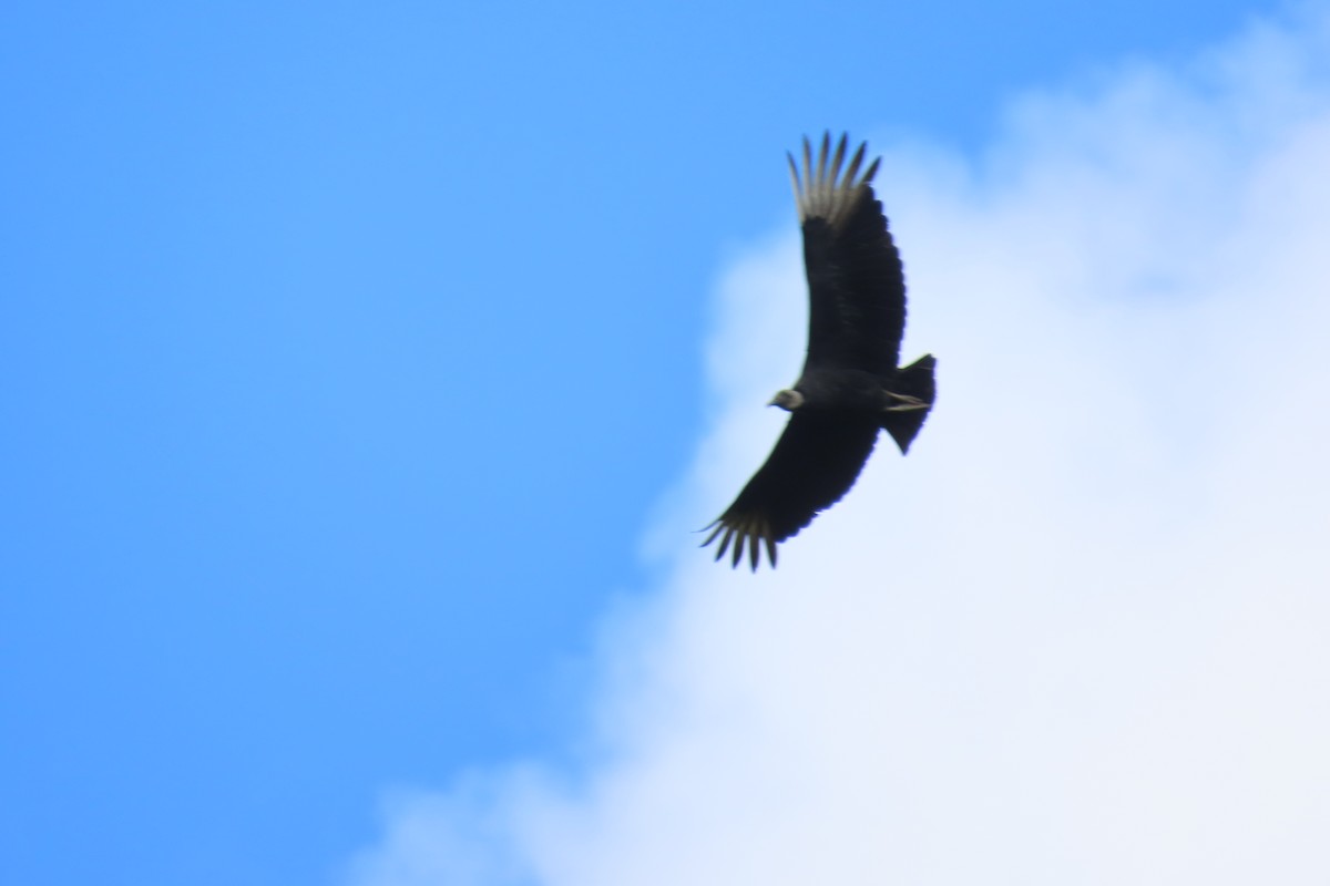 Rabengeier - ML646728226