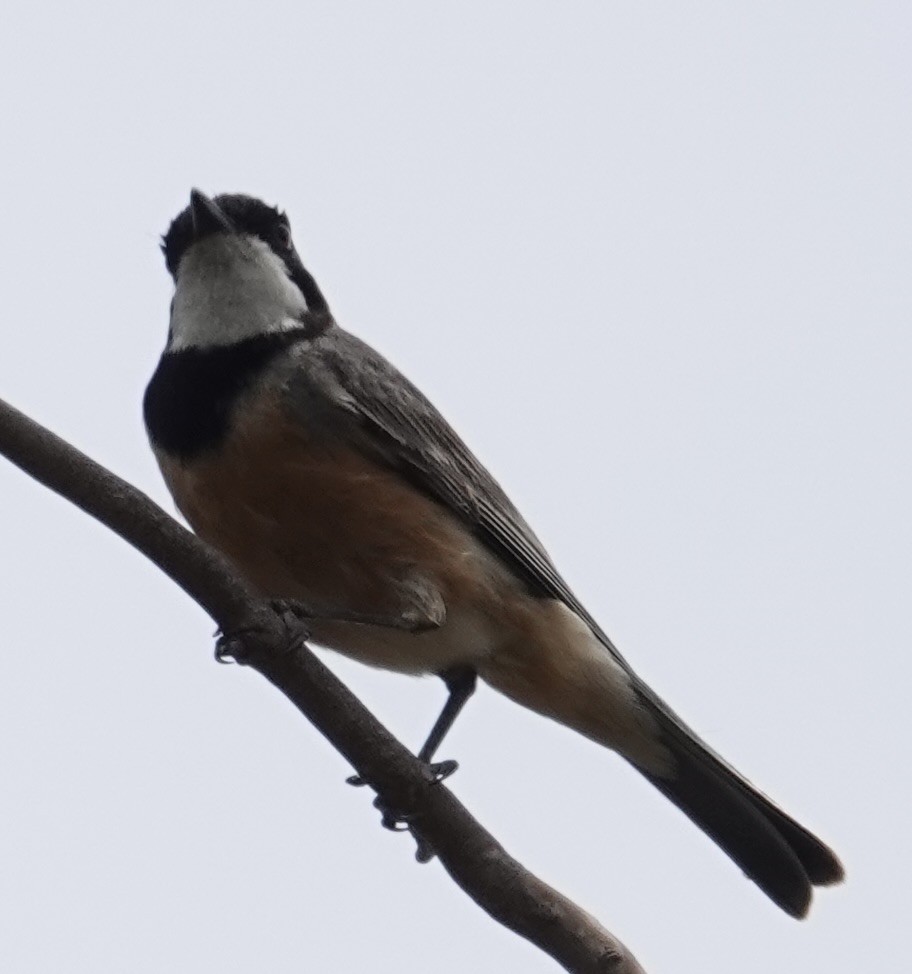 Rufous Whistler - ML646728227