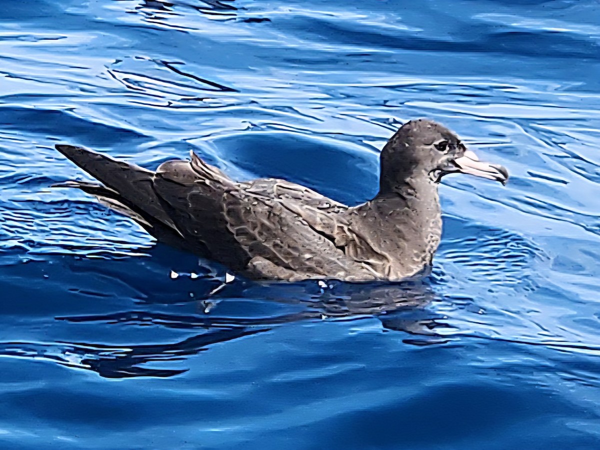 lysbeinlire - ML646728228