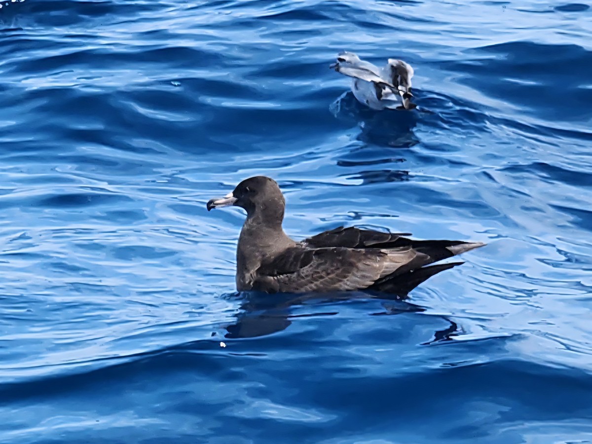 lysbeinlire - ML646728229