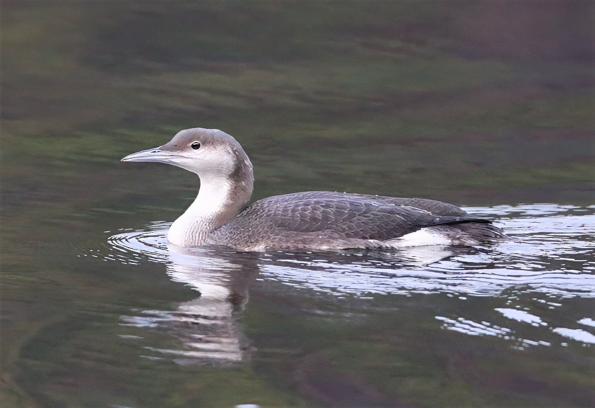 Arctic Loon - ML646728230