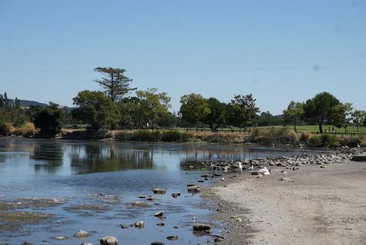 Great Egret - ML646728231