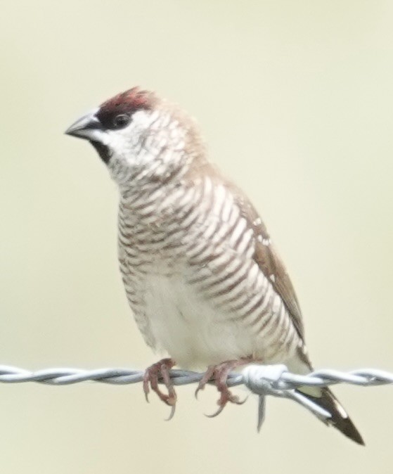 Plum-headed Finch - ML646728233