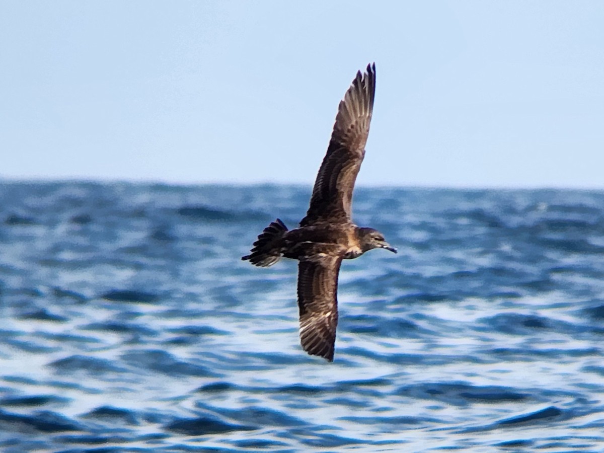 smalnebblire - ML646728234