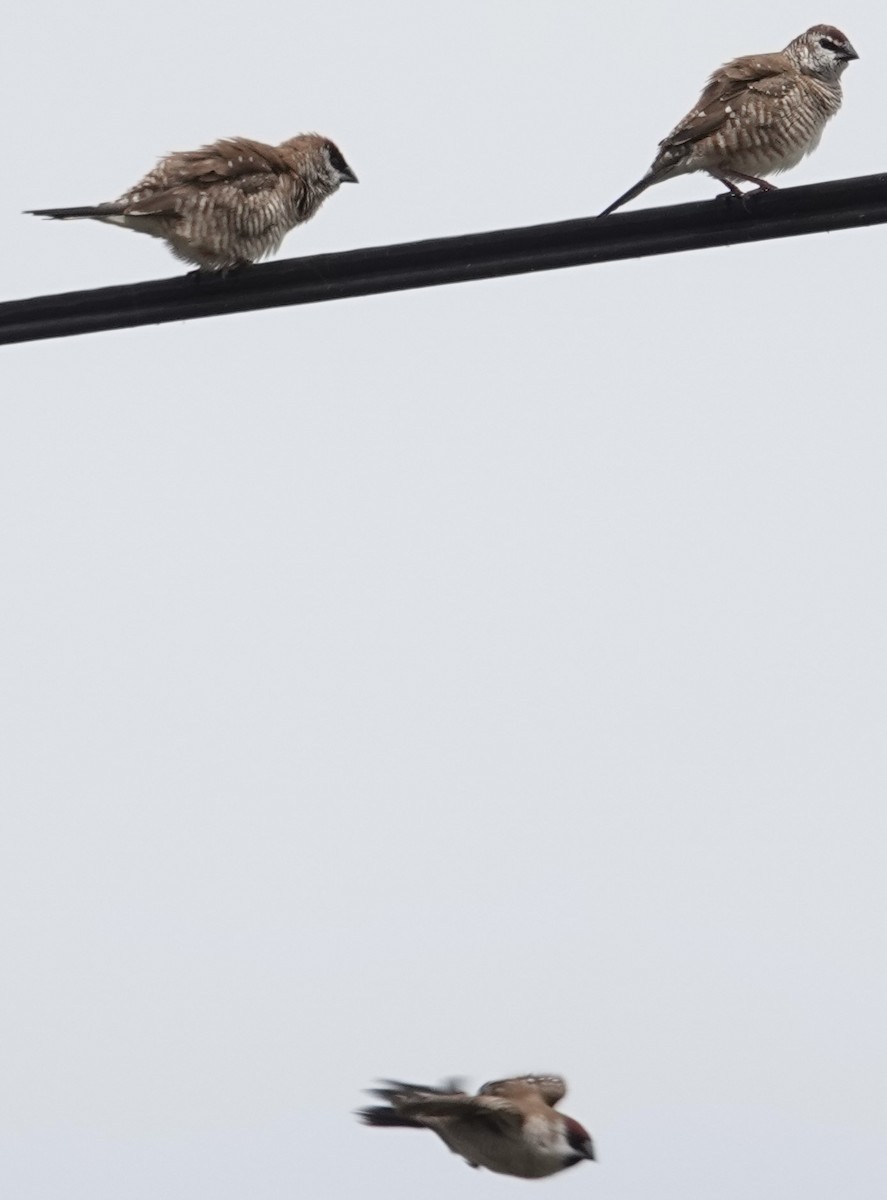 Plum-headed Finch - ML646728237