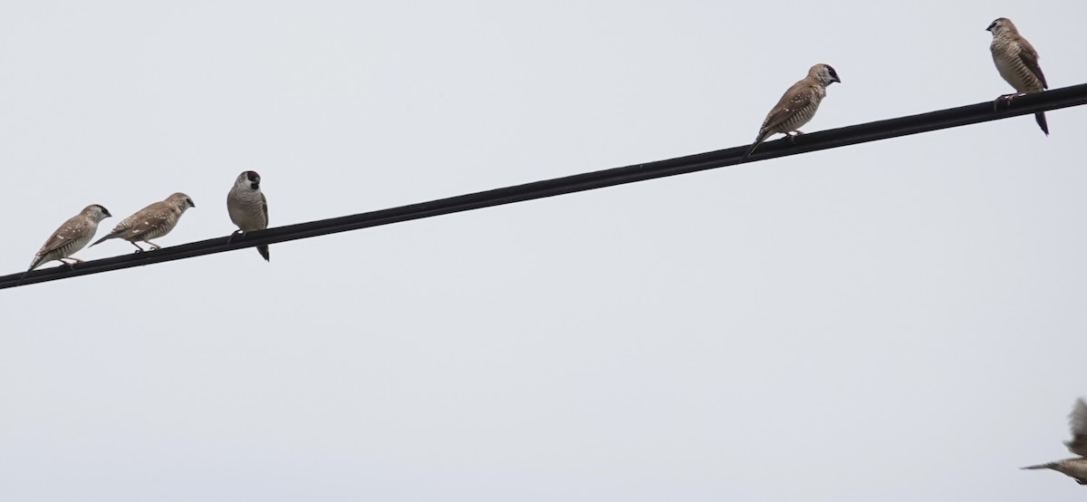 Plum-headed Finch - ML646728238