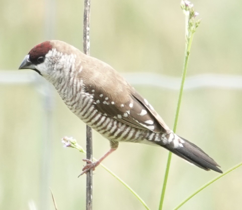 Plum-headed Finch - ML646728239