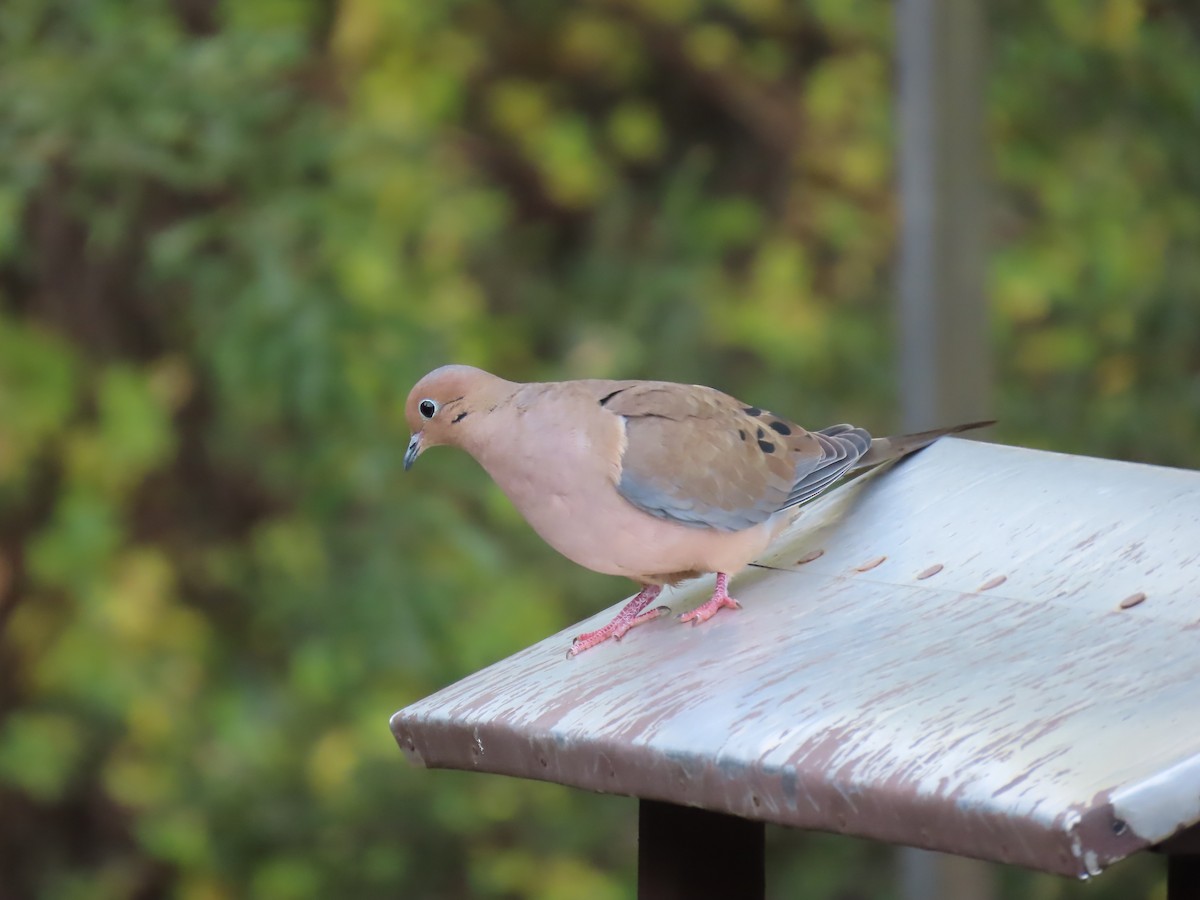 Mourning Dove - ML646728240