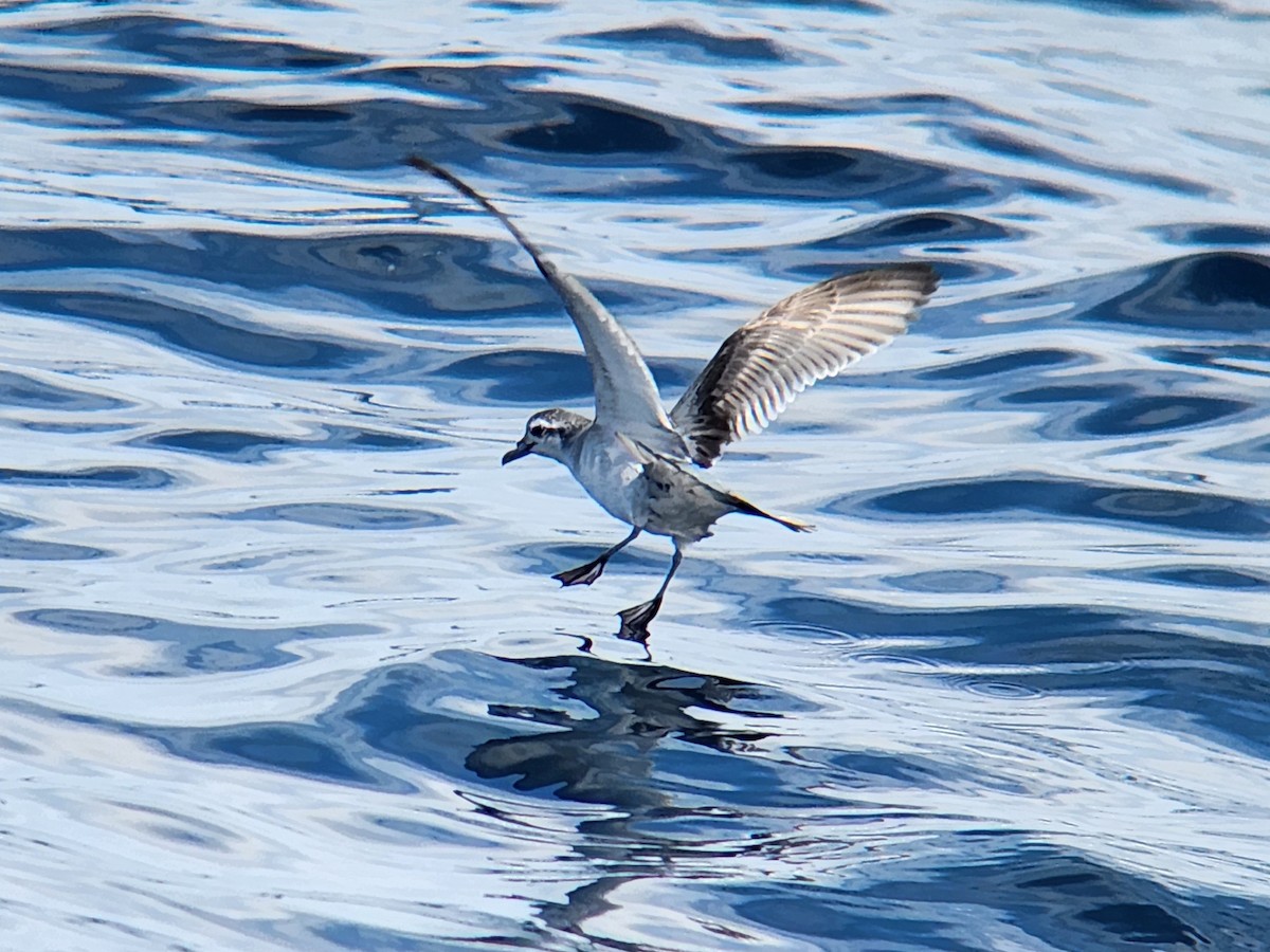 alvehvalfugl - ML646728242