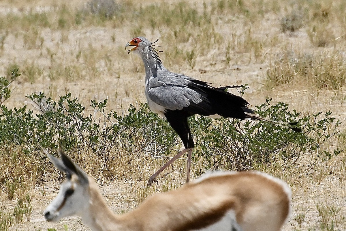 Sekreterkuşu - ML646728252