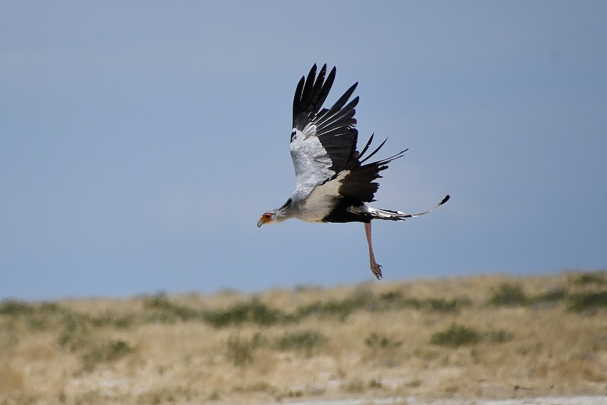 Sekreterkuşu - ML646728253