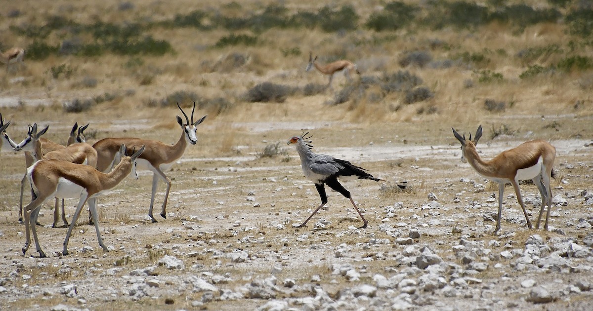 Sekreterkuşu - ML646728254