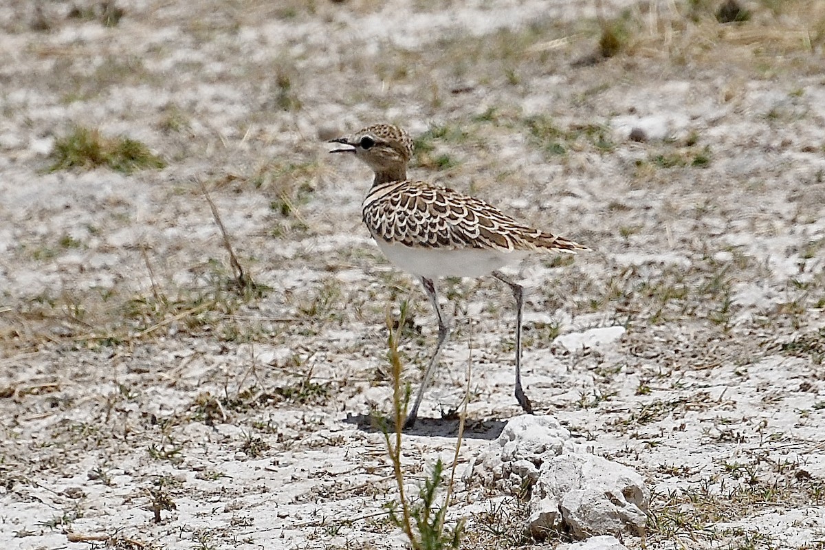 Küçük Çalıkoşarı - ML646728255