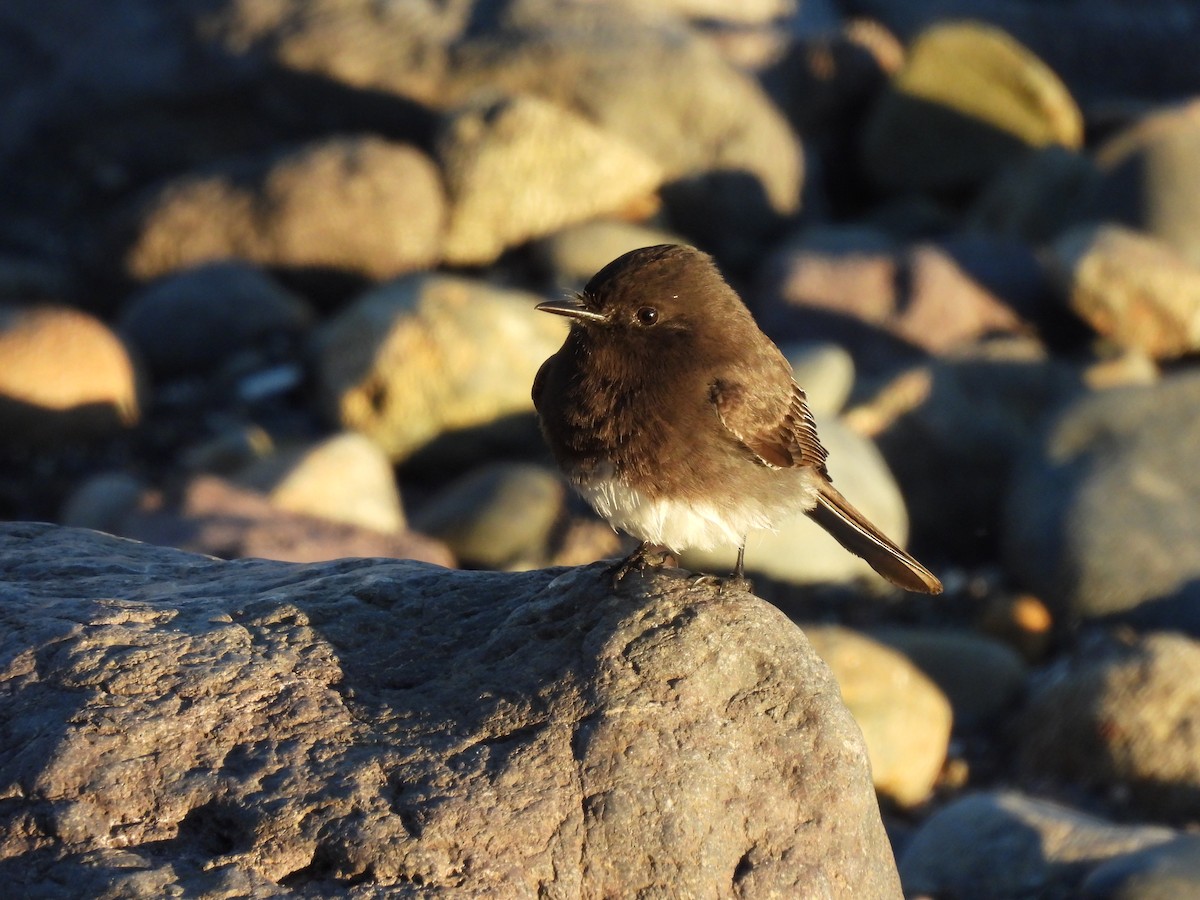 Black Phoebe - ML646728259