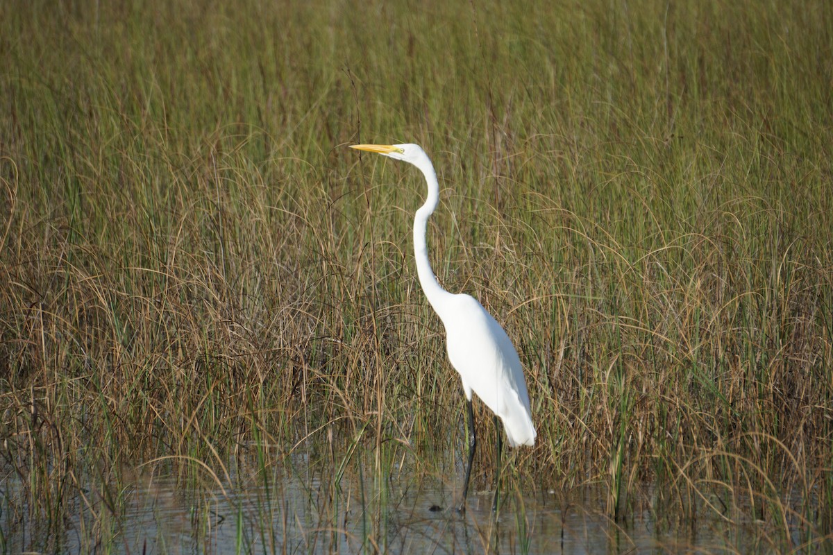Great Egret - ML646728261
