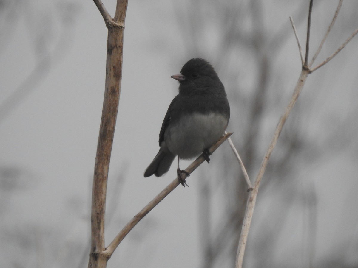 Серый юнко (Серый) - ML646728262
