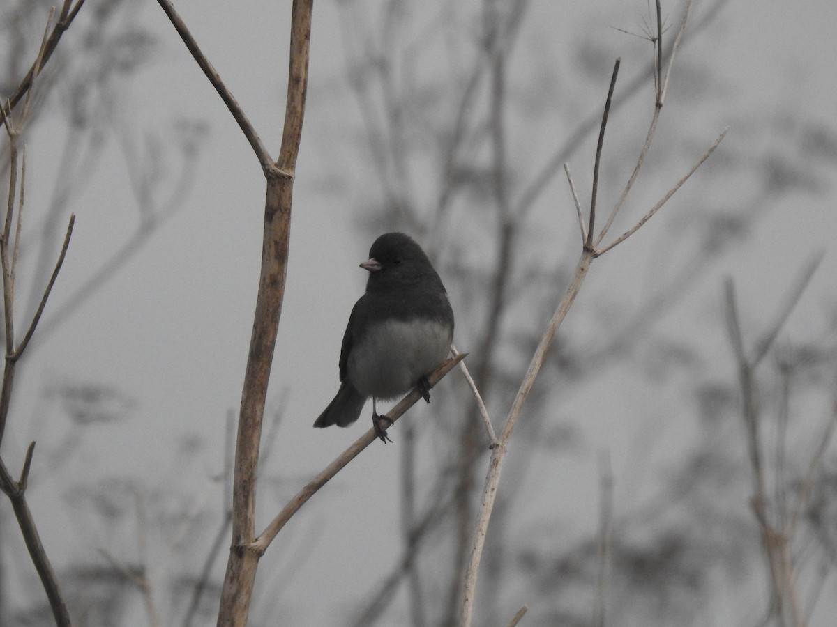 Серый юнко (Серый) - ML646728263