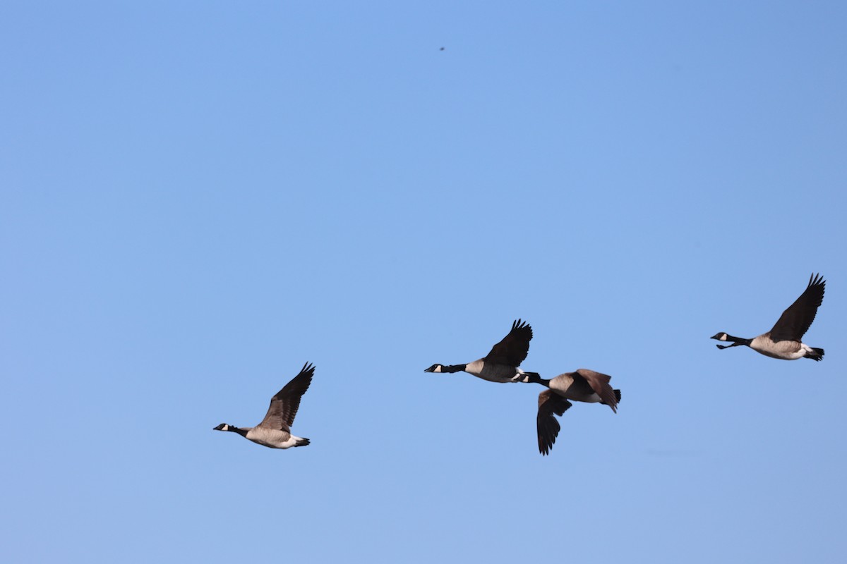 Canada Goose - ML646728268