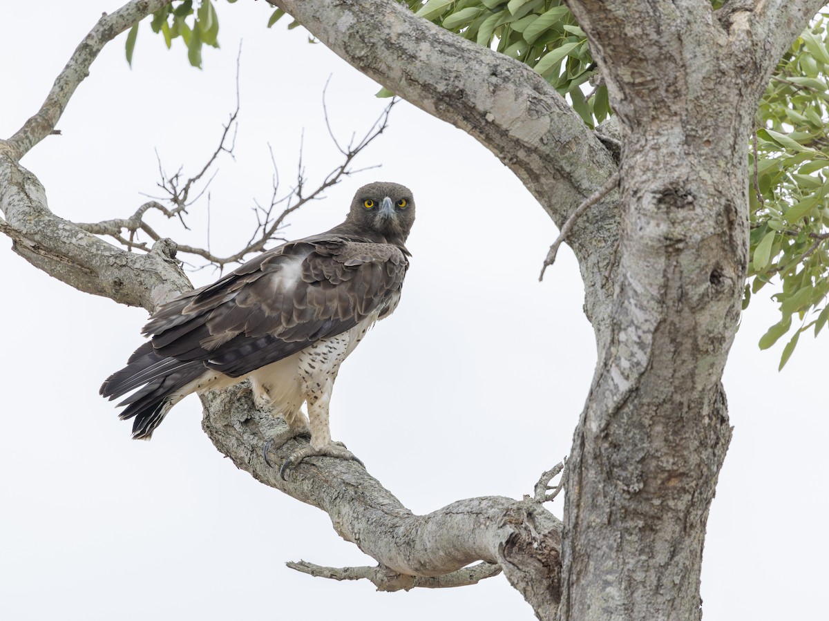 Martial Eagle - ML646728270