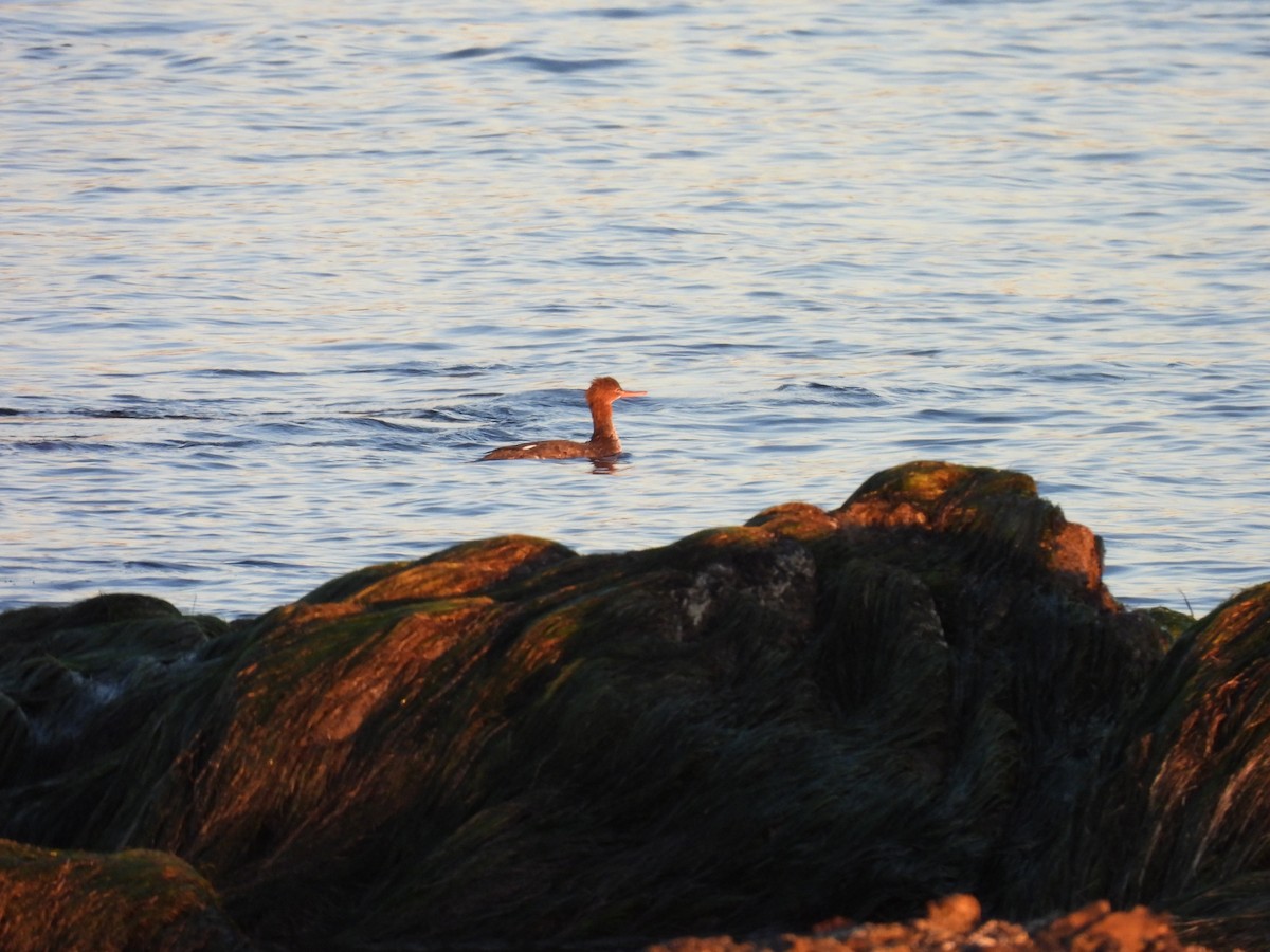 紅胸秋沙 - ML646728276