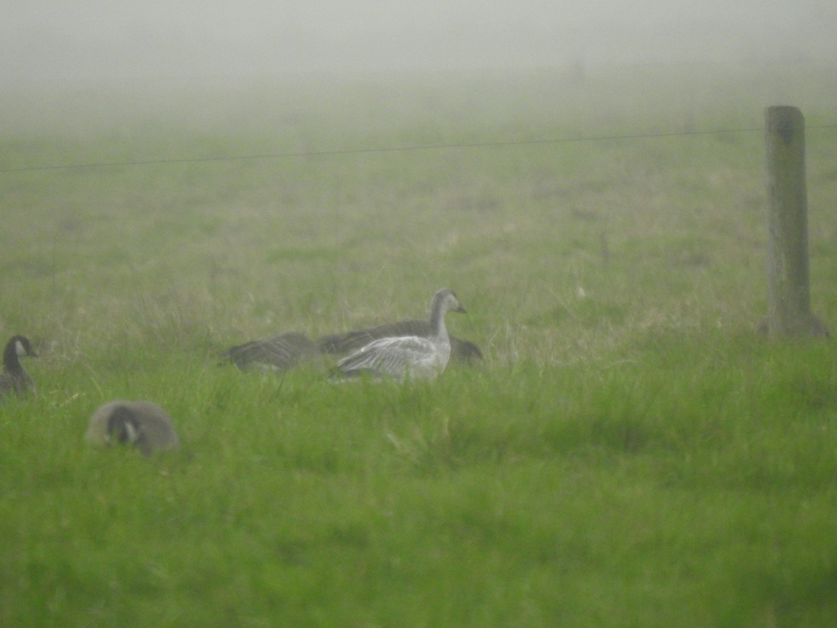Белый гусь - ML646728277