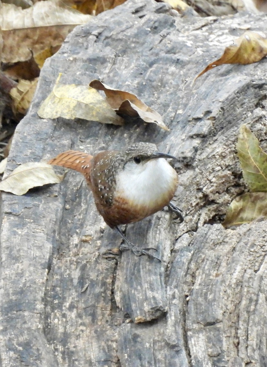 ムナジロミソサザイ - ML646728278