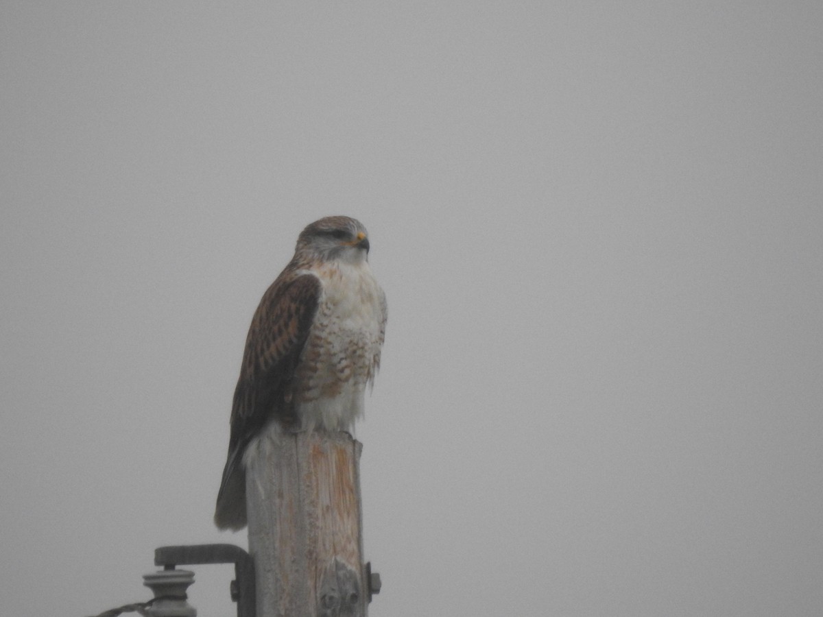 Королевский канюк - ML646728284