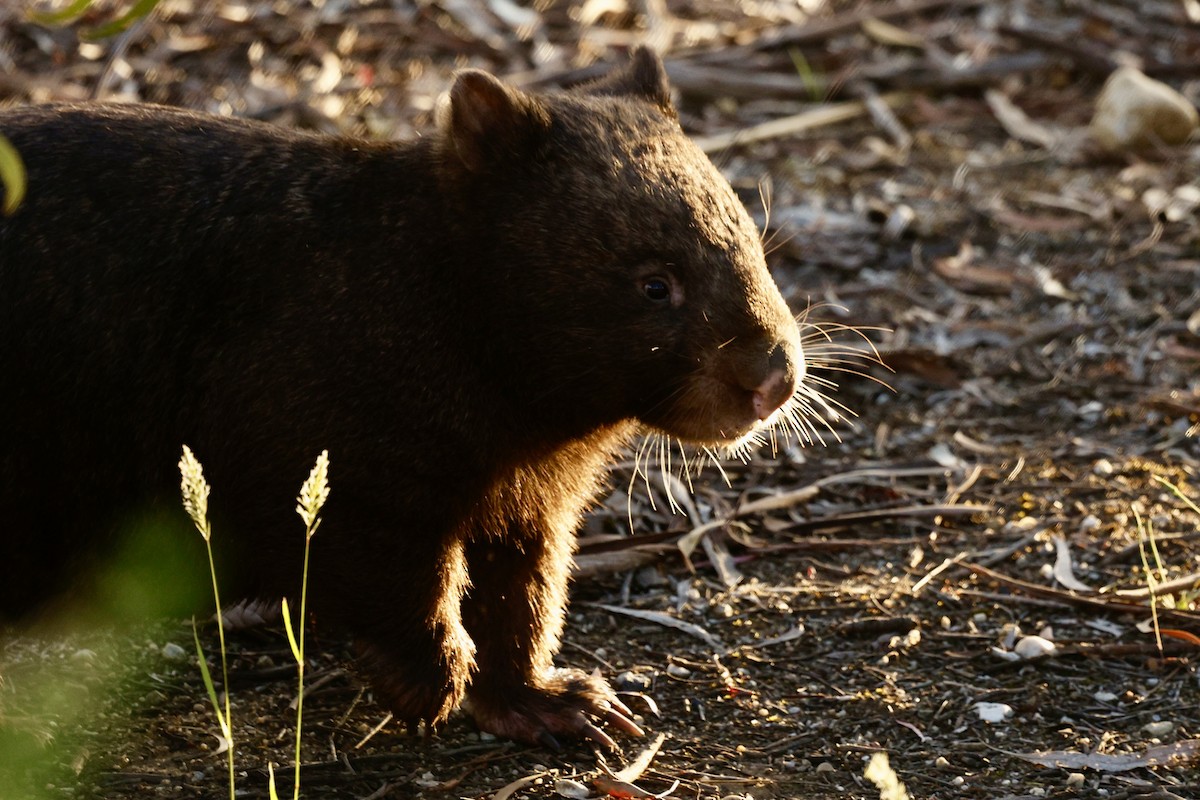 動物界 - ML646728287