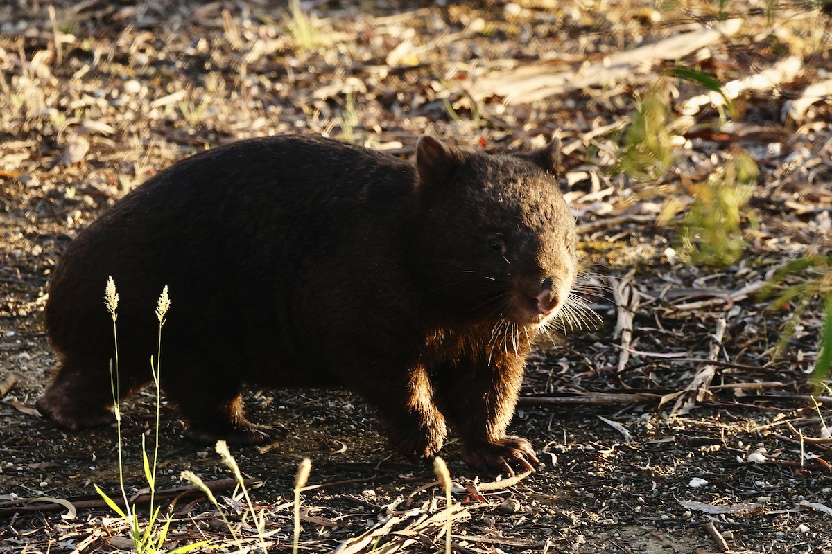 動物界 - ML646728288