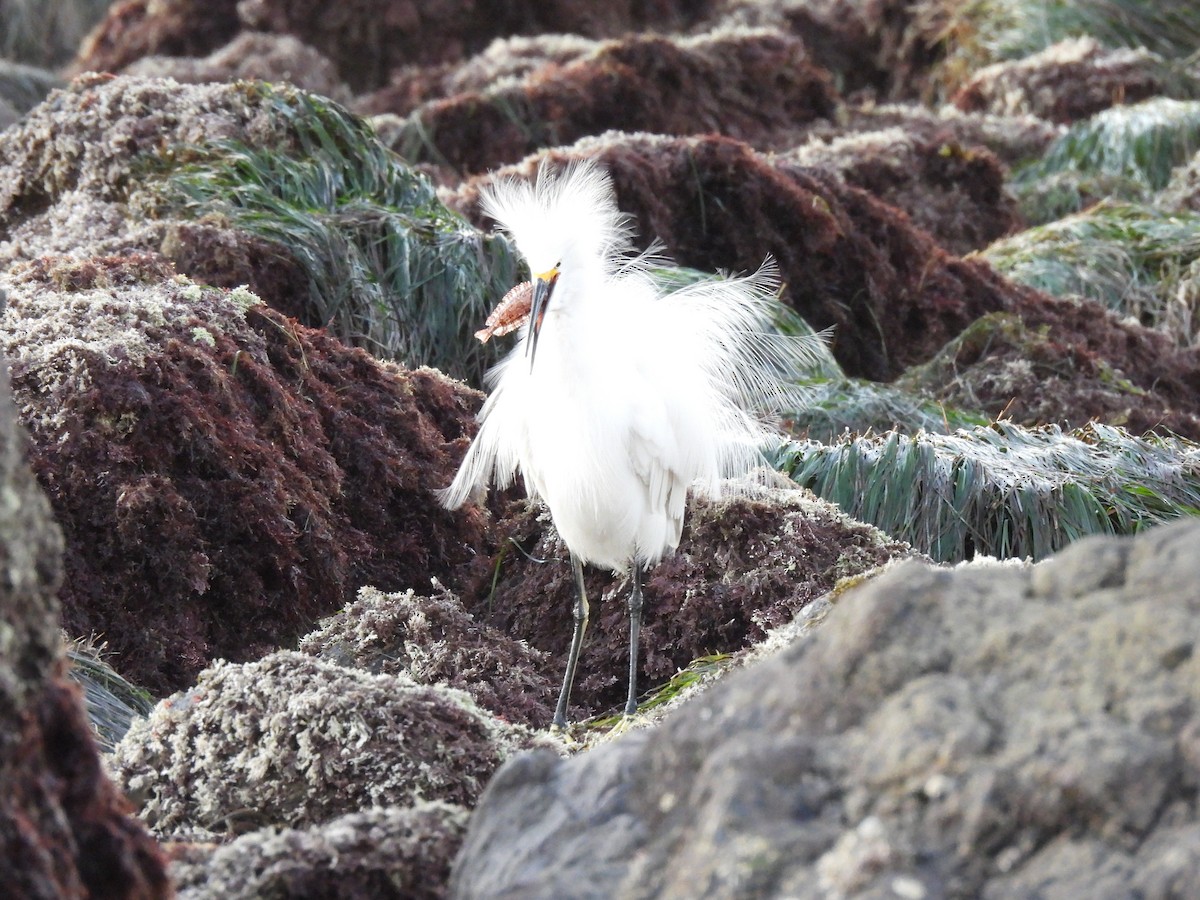 Snowy Egret - ML646728289