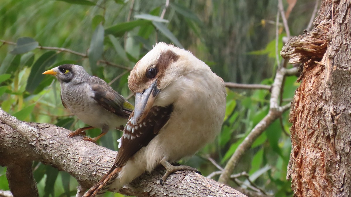 Laughing Kookaburra - ML646728290