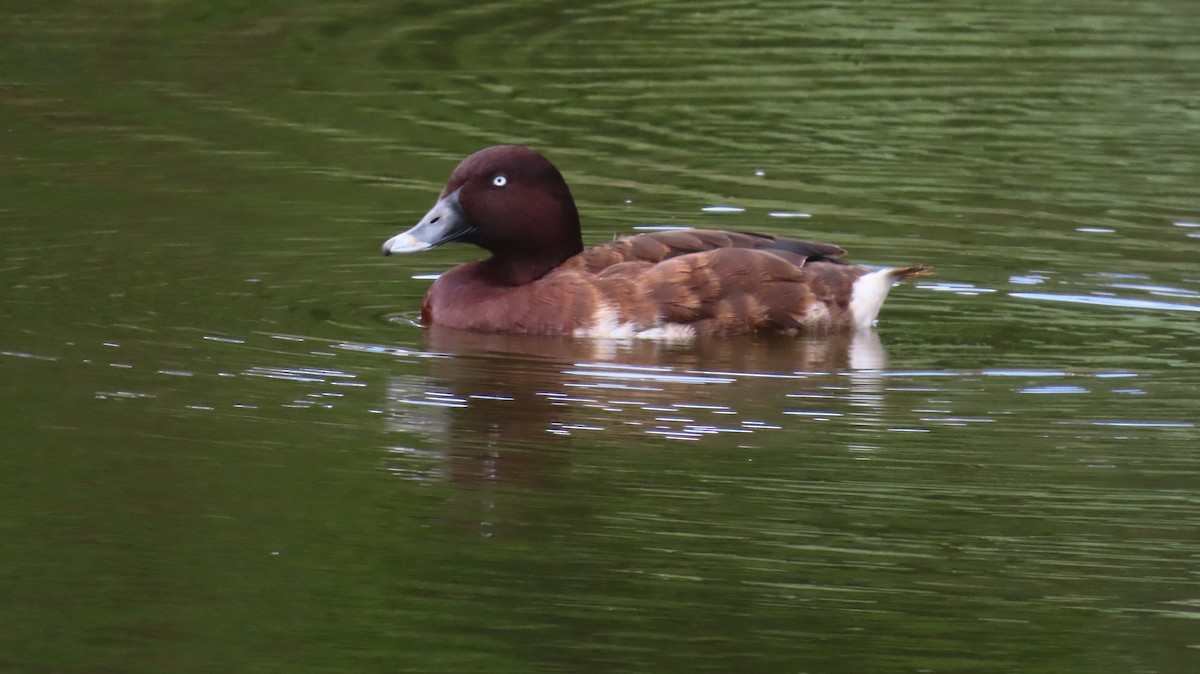 Hardhead - ML646728303