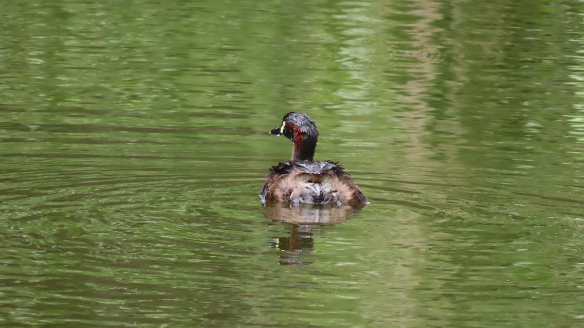 Australasian Grebe - ML646728305