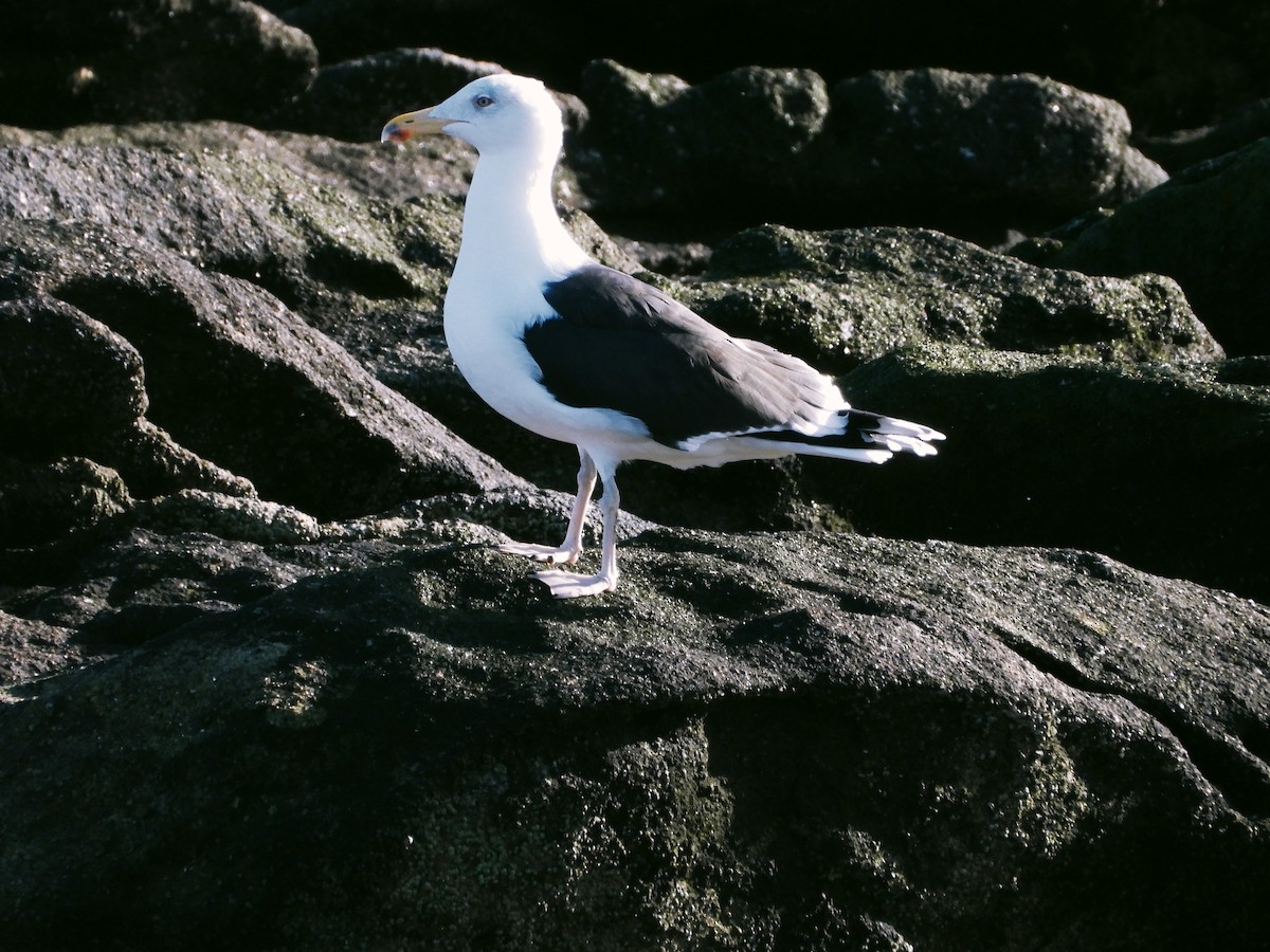 Great Black-backed Gull - ML646728307