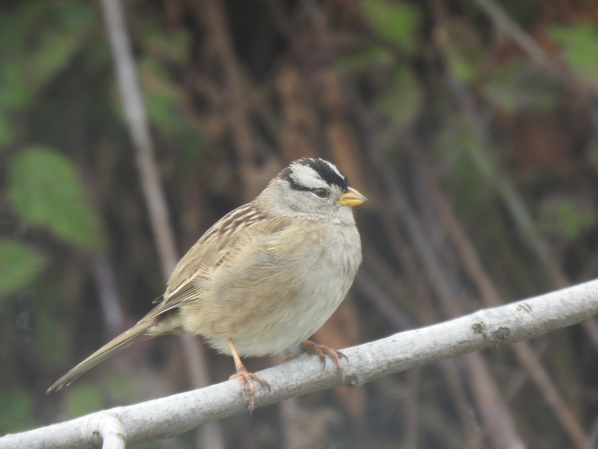 Белобровая овсянка - ML646728308