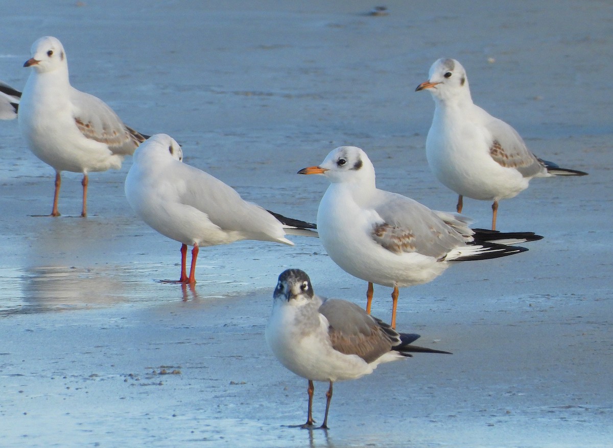 Maskeli Martı - ML646728311