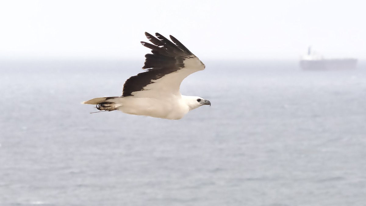 White-bellied Sea-Eagle - ML646728312