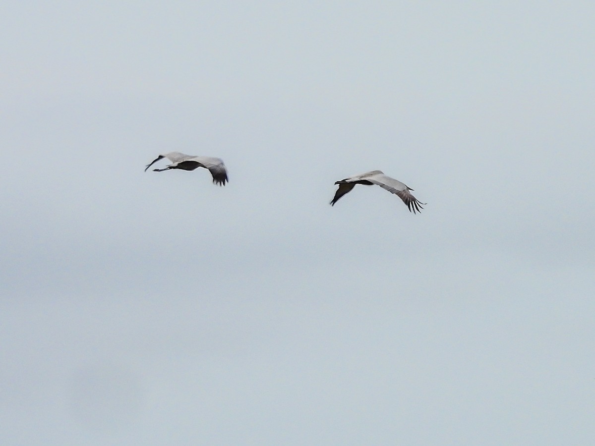 Brolga kurriloa - ML646728313